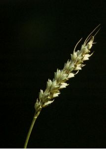 Triticum aestivum L. attēls