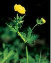 Trollius europaeus L. attēls