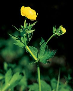 Trollius europaeus L. attēls