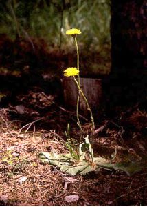 Trommsdorffia maculata (L) Bernh. attēls