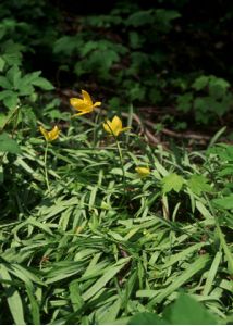 Tulipa sylvestris L. attēls