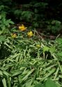 Tulipa sylvestris L. attēls