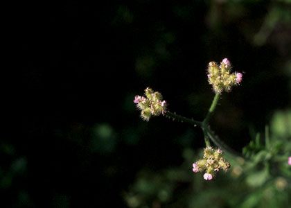 Turgenia latifolia (L.) Hoffm. attēls