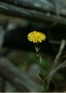 Tussilago farfara L. attēls