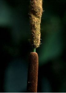 Typha angustifolia L. attēls