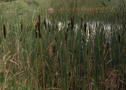 Typha latifolia L. attēls