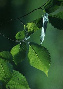 Ulmus glabra Huds. attēls