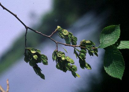 Ulmus laevis Pall. attēls