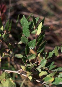 Ulmus pumila L. attēls