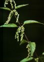 Urtica dioica L. attēls