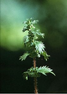 Urtica urens L. attēls