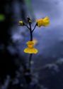 Utricularia australis R.Br. attēls