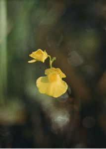 Utricularia intermedia Hayne attēls