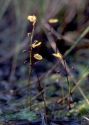 Utricularia minor L. attēls
