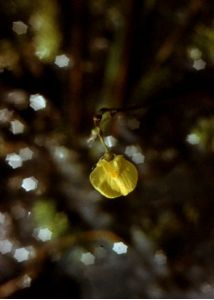 Utricularia ochroleuca R.W.Hartm. attēls