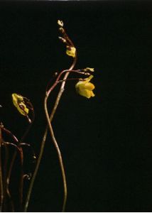 Utricularia vulgaris L. attēls