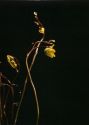 Utricularia vulgaris L. attēls