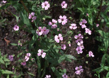 Vaccaria hispanica (Mill.) Rauschert attēls