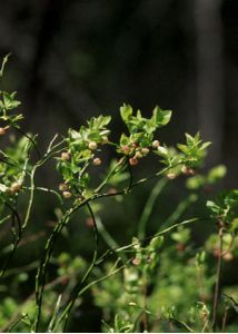 Vaccinium myrtillus L. attēls