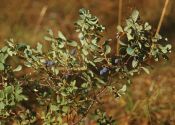 Vaccinium uliginosum L. attēls