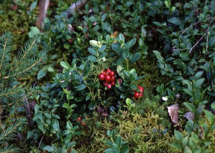 Vaccinium vitis-idaea L. attēls