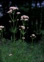 Valeriana officinalis L. attēls