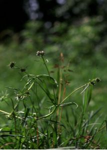 Valerianella dentata (L.) Pollich attēls