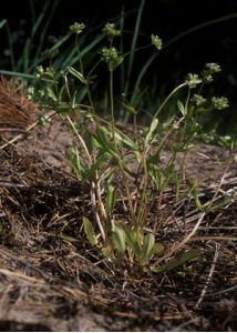 Valerianella locusta (L.) Laterr. attēls