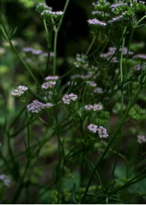 Valerianella rimosa Bastard attēls