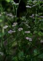 Valerianella rimosa Bastard attēls