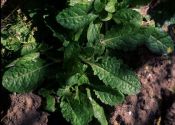 Verbascum blattaria L. attēls