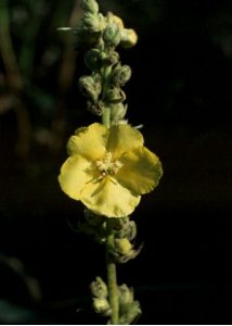 Verbascum densiflorum Bertol. attēls