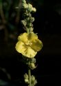 Verbascum densiflorum Bertol. attēls