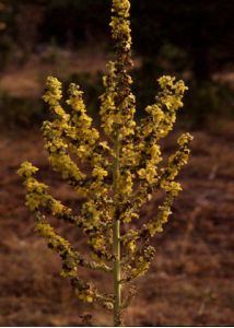 Verbascum lychnitis L. attēls