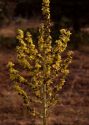 Verbascum lychnitis L. attēls