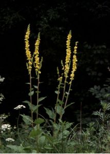 Verbascum nigrum L. attēls