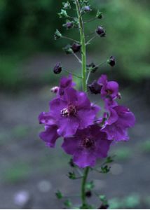 Verbascum phoeniceum L. attēls