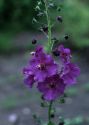 Verbascum phoeniceum L. attēls