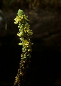 Verbascum thapsus L. attēls
