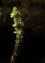 Verbascum thapsus L. attēls