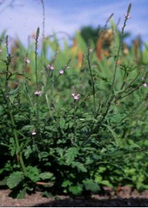 Verbena officinalis L. attēls