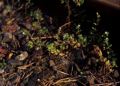 Veronica agrestis L. attēls