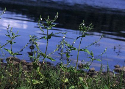 Veronica anagallis-aquatica L. attēls