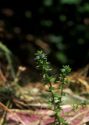 Veronica arvensis L. attēls