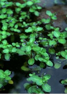 Veronica beccabunga L. attēls