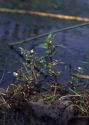 Veronica catenata Pennell attēls