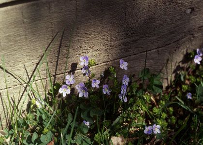 Veronica filiformis Sm. attēls