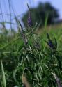 Veronica longifolia L. attēls