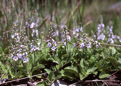 Veronica officinalis L. attēls