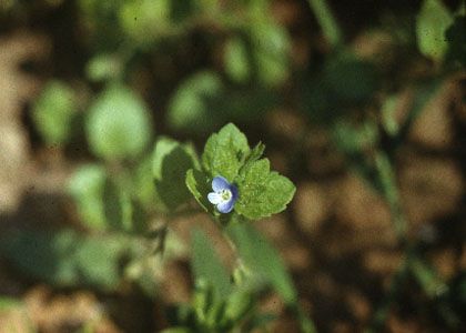 Veronica opaca Fr. attēls